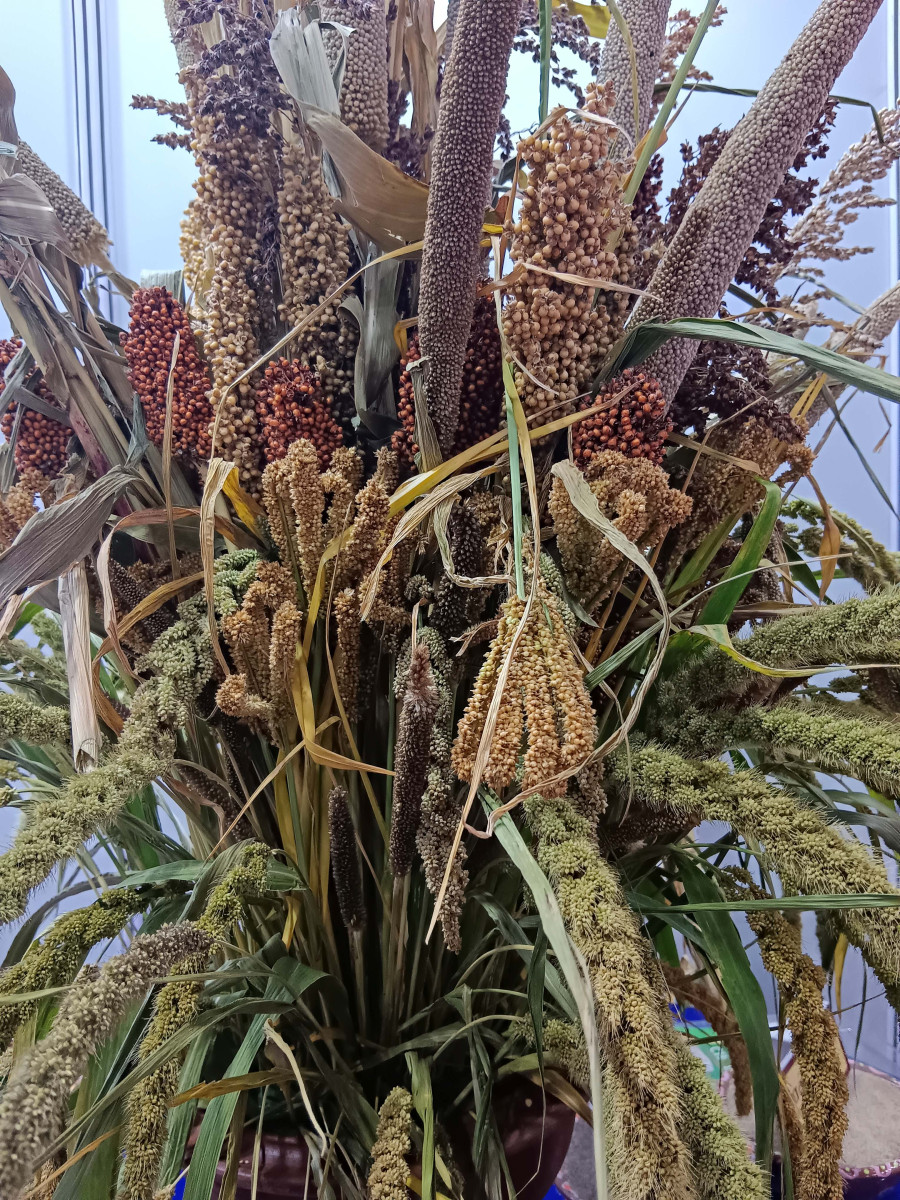 Sustainable Exports for a Healthier Future: How Brothers Global Exports Is Driving Change