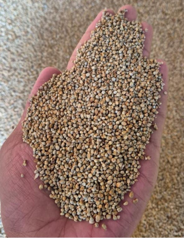 Pearl Millet Loading