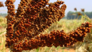 Finger Millet