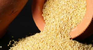 Foxtail millet